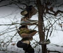 জুতোর গাছ! জানুন এই অদ্ভুত গাছের ইতিহাস...