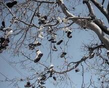 জুতোর গাছ! জানুন এই অদ্ভুত গাছের ইতিহাস...