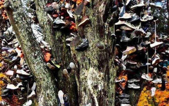 এধরনের শ্যু-ট্রি হাওয়াই, অস্ট্রেলিয়া, জার্মানি, নেদারল্যান্ডস, সাউথ আফ্রিকা এবং ইউনাইটেড কিংডমে দেখা যায়।