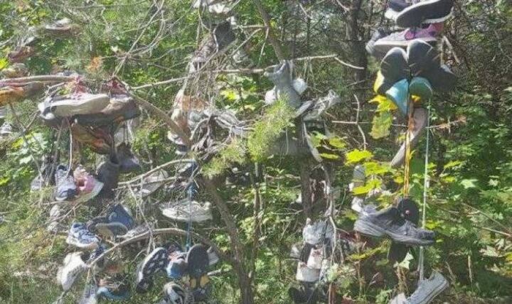 ইউরোপ ও আমেরিকায় জুতোকে গাছে টাঙানোর সঙ্গে সন্তানধারণের তত্ত্ব দীর্ঘদিন ধরে চলে আসছে। মানুষ জানেন না, এর আসল কারণ কী। কিন্তু, অনেকে মনে করেন, যৌনজীবন সঠিক না হলেও অনেকে জুতো গাছে টাঙিয়ে রাখেন।