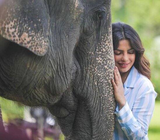 কয়েকদিন আগে অসমে ছিলেন প্রিয়ঙ্কা। সেখানে হাতির সঙ্গে নিজের ছবি তুলেছেন।