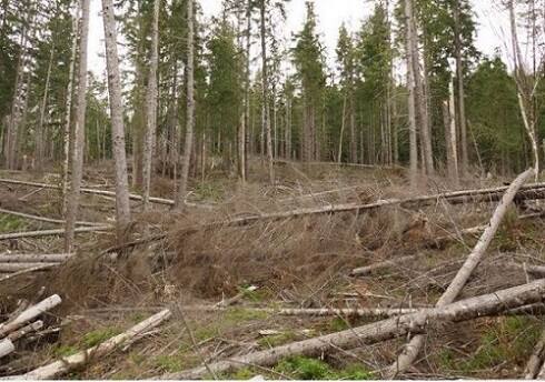 ঝড় উঠলে গ্যাস ওভেন, স্টোভ, তন্দুরের মতো আগুনের সবরকম উপাদান বন্ধ করে দিতে হবে