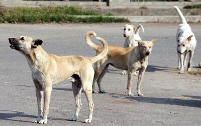 Instead Of Wasting Milk Offered By Devotees, Temple Feeds It To Stray Dogs & Wins Hearts ভক্তদের দেওয়া পুজোর দুধ বাঁচিয়ে রাস্তার কুকুরদের খাওয়াচ্ছে  মন্দির!