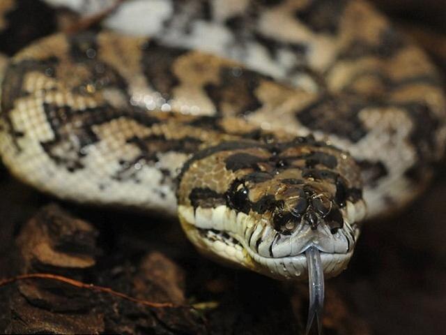 Woman rescues 20 kg python in Kerala ২০ কেজির পাইথন উদ্ধার করে মহিলা বললেন, ‘বাচ্চা’, প্রশংসা সোশ্যাল মিডিয়ায়