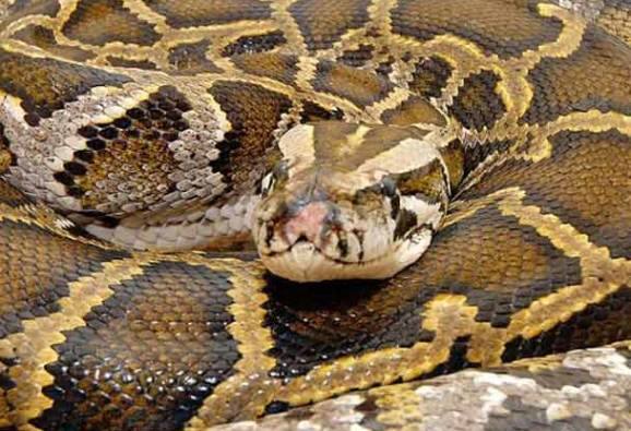 দু’দিন আগে ফের অজগরটিকে দেখা যায়। এবারও বন বিভাগে খবর দেওয়া হয়। কিন্তু দীর্ঘক্ষণ অপেক্ষার পরেও কেউ না আসায় সইদা নিজেই সাপটি ধরার সিদ্ধান্ত নেন 