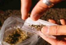 কুমড়োয় পুরেছিলেন ১০ কেজি গাঁজা, ম্যাঙ্গালোর বিমানবন্দরে হাতে নাতে পাকড়াও এই ব্যক্তি