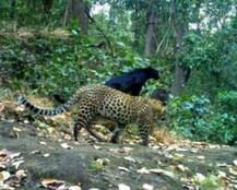 ওড়িশার জঙ্গলে ব্ল্যাক প্যান্থার, গতিবিধি ধরা পড়ল ক্যামেরায়