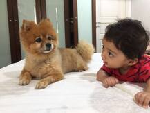 দেখুন কঙ্গনা রানাওয়াতের ছোট্ট বোনপো পৃথ্বীকে