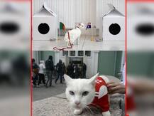 ২০১০-এর ফুটবল বিশ্বকাপের সময় জনপ্রিয় হয়েছিল অক্টোপাস পল, এবার হাজির বেড়াল, সে কেমন, কী তার বিশেষত্ব জেনে নিন