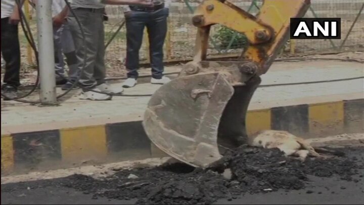 Social media angry after dog buried alive in Agra ঘুমন্ত কুকুরের ওপর গরম পিচ ঢেলে রাস্তা তৈরি হল আগরায়, ছবি ভাইরাল, ক্ষোভে ফেটে পড়লেন নেটিজেনরা