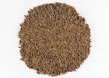 সকালে খালি পেটে জিরে খেলে কত উপকার জানেন!