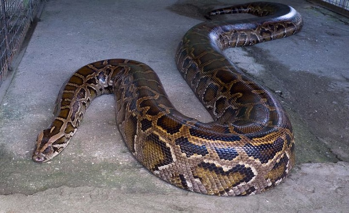 Indonesian woman swallowed by giant python ইন্দোনেশিয়ায় ২৩ ফুটের পাইথনের পেটে মহিলার দেহ