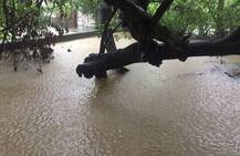 বৃষ্টিতে বিপর্যস্ত গুজরাত, পুকুর, লেকের জল উপচে ভাসল বিভিন্ন এলাকা