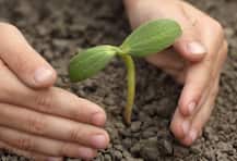 শ্রাবণ মাসে জন্মানো সব শিশুর জন্য একটি করে গাছ পোঁতা হচ্ছে জামশেদপুরে