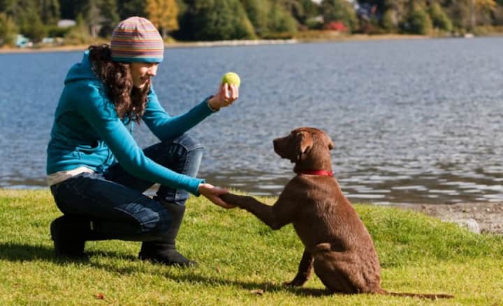 পোষা কুকুর, বিড়াল যদি কোনও ব্যক্তির শরীরের কোনও অংশ চাটে বা কামড়ায়, তাহলে তো সংক্রমণ ছড়ায়ই, এমনকী শুধু পাশাপাশি বসে থাকলেও সহজেই মানুষের শরীরে প্রবেশ করতে পারে ব্যাকটেরিয়া। ছবি সৌজন্যে গুগল ফ্রি ইমেজ