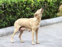 একজনকে কামড়াল পোষা কুকুর, চম্পট নাবালিকা ধর্ষণে অভিযুক্তদের