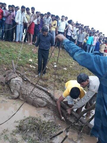 ঝাঁসির ববিনা অঞ্চল থেকে ধরা পড়েছে কুমিরটি