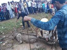 দেখুন, উত্তরপ্রদেশের ঝাঁসি থেকে ধরা পড়ল ৮ ফুট লম্বা কুমির