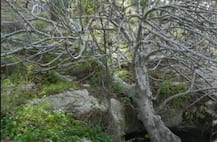 পাকস্থলীতে থাকা বীজ থেকে ডুমুর গাছ, ৪০ বছর পর হদিশ মৃতদেহের!