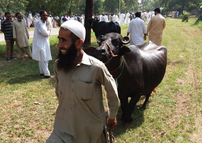Watch: Cash-starved Imran Khan government auctions 8 buffaloes kept at PM House সরকারের প্রবল আর্থিক অনটন, নওয়াজ শরিফের কেনা ৮টি মোষ নিলাম করলেন ইমরান খান