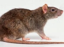 বিহারে ফের গোডাউনে বাজেয়াপ্ত বোতলের মদ উধাও, পুলিশ দুষল ইঁদুরকে