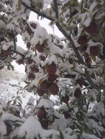 দেখুন, হিমাচল প্রদেশে ভারী তুষারপাত, কিন্নৌর জেলায় আপেল চাষে ব্যাপক ক্ষতি