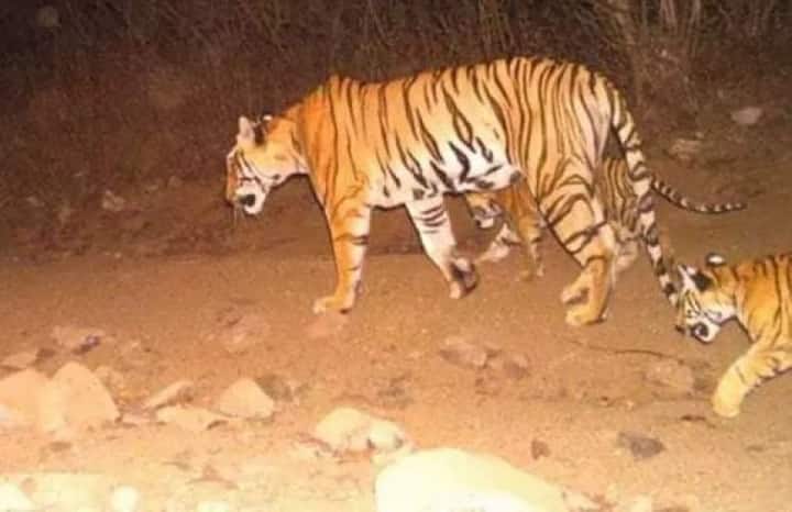 প্রশাসনের দাবি, গত ২ বছরে ১৩ জন মানুষ মেরেছিল সে। শুক্রবার রাতে গুলি করে মারা হয়েছে অবনী নামের বাঘিনীটিকে। 
