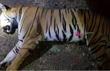 অন্য বাঘিনীর মূত্রের সঙ্গে মেশানো হয় মার্কিন পারফিউম, গন্ধে আকৃষ্ট হয়ে শিকারীর সামনে চলে আসে মহারাষ্ট্রের মানুষখেকো অবনী