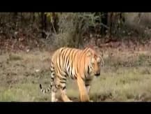 জঙ্গলের পথে বাঘিনীর হামলা, ছোটবেলায় বড়দের থেকে শোনা কৌশলে স্ত্রী ও ভাইকেও বাঁচালেন বান্ধবগড়ের আদিবাসী যুবক