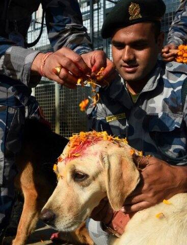 এই উৎসবের সময় নেপালের সর্বত্র সারমেয়দের কদর বেড়ে যায়। ছবি সৌজন্যে এএফপি
