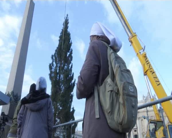 সেন্ট পিটার্স স্কোয়্যারে এই ক্রিসমাস ট্রি থাকবে আগামী বছরের ১৩ জানুয়ারি পর্যন্ত। ছবি সৌজন্যে এপি