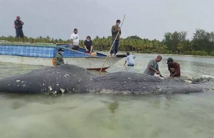 ইন্দোনেশিয়ার সামুদ্রিক বিশয় সংক্রান্ত সমন্বয়কারী মন্ত্রী লুহুত বিনসার পান্ডজৈতান বলেছেন, এই ঘটনায় প্ল্যাস্টিকের ব্যবহার হ্রাস সম্পর্কে জনসচেতনতা তৈরি হওয়া উচিত। একইসঙ্গে সমুদ্রকে রক্ষায় সরকারকে আরও কঠোর ব্যবস্থা নিতে উদ্যোগী করে তুলবে। 