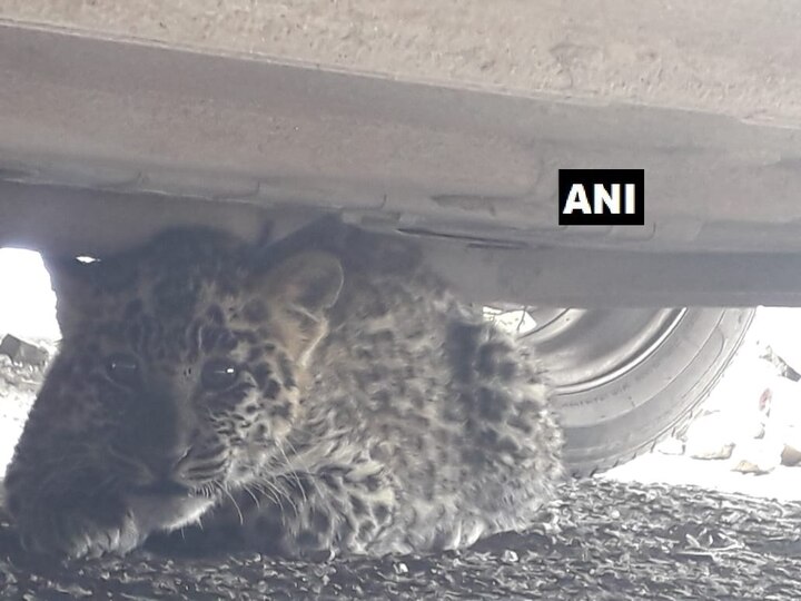 Leopard cub sneaks into Shimla, rescued সিমলা আদালত চত্বরে চিতাবাঘের ছানার হানা!