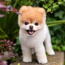 ফেসবুকে ফলোয়ার সংখ্যা ১৬ মিলিয়ন, মারা গেল বিশ্বের সবচেয়ে ‘কিউট’ কুকুর