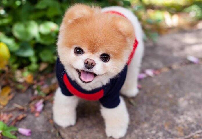 মালিক জানিয়েছেন, ‘বু’-এ মৃত্যু তাঁর পরিবারের কাছে খুবই দুঃখের বিষয়। কিন্তু খুশির বিষয় হল, ‘বু’ সঙ্গীবিচ্ছেদের যন্ত্রনা থেকে মুক্তি পেল। 