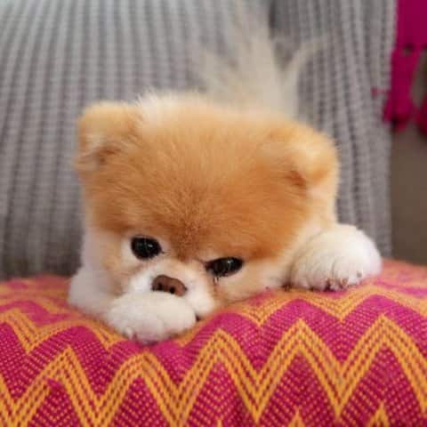 ২০১১-তে ‘বু: দ্য লাইফ অফ দ্য ওয়ার্ল্ডস কিউটেস্ট ডগ’ নামে একটি বইও প্রকাশিত হয়েছিল। 