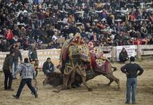 তুরস্কে হয়ে গেল উটের কুস্তি প্রতিযোগিতা, দেখুন ছবি
