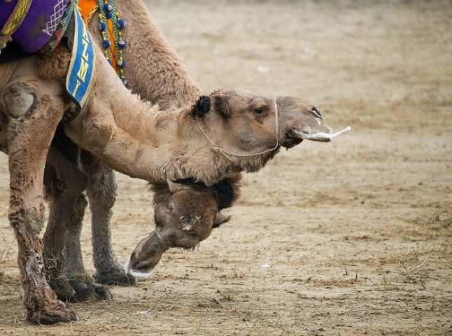 Camels enhanced with Botox barred from Saudi Arabia beauty contest Camel Botox Scandal: বোটক্স করিয়ে সুন্দরী, সৌদিতে সৌন্দর্য প্রতিযোগিতা থেকে বাদ পড়ল ৪০ উট; হাতছাড়া ৫৬ কোটি ডলার