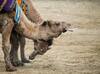 Camel Botox Scandal: বোটক্স করিয়ে সুন্দরী, সৌদিতে সৌন্দর্য প্রতিযোগিতা থেকে বাদ পড়ল ৪০ উট; হাতছাড়া ৫৬ কোটি ডলার