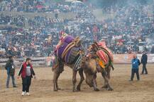 তুরস্কে হয়ে গেল উটের কুস্তি প্রতিযোগিতা, দেখুন ছবি