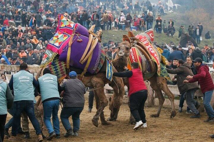 প্রতিযোগিতার লক্ষ্য হল স্ত্রী উটগুলিকে হাসিল করা। অর্থাৎ একটি মাদী উটকে পেতে ২ মদ্দা উট নিজেদের মধ্যে লড়াই করবে।