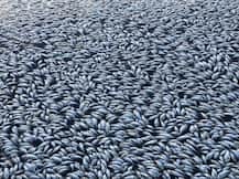 আঁতকে ওঠার মতো ছবি: অক্সিজেনের অভাবে অস্ট্রেলিয়ায় ঝাঁকে ঝাঁকে মাছের মৃত্যু