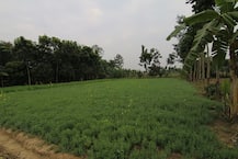 পূর্বভারতের সবচেয়ে বড় শিবলিঙ্গ-অক্ষয়বট-পাগলাখালি মন্দির, প্রকৃতি ও ইতিহাস মিলেমিশে রয়েছে মাজদিয়ায়