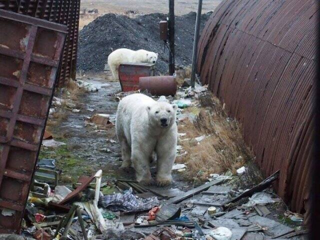 বিশেষজ্ঞদের একাংশ বলছেন, মেরু ভল্লুকরা তাদের স্বাভাবিক বাসস্থানে খাবার পাচ্ছে না। তাই খাবারের খোঁজেই তারা চলে আসছে লোকালয়ে। বরফ গলছে। তাই আস্তানা হারিয়ে, খাবারের অভাবে জনবসতি এলাকাতে ঢুকে পড়েছে তারা। Image: Twitter (@TiffanyTrends)