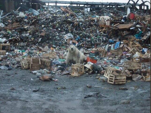 মেরু ভল্লুকরা বাড়িতে ঢুকে এবং জঞ্জালের স্তুপে খাবারের খোঁজ করছে। Twitter (@TiffanyTrends)