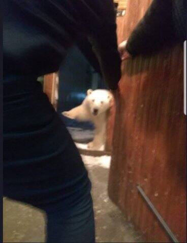 মেরু ভল্লুকদের দলে দলে ঢুকে আসার ঘটনায় আতঙ্কিত সেখানকার বাসিন্দারা। স্থানীয় প্রশাসনকে এজন্য জরুরি অবস্থা ঘোষণা করতে হয়েছে। মেরু ভল্লুকরা ইতিমধ্যেই বেশ কিছু বাড়িতে হানা দিয়েছে। Twitter (@RO_ome)