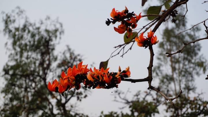 পুরুলিয়ার অন্যান্য জায়গার মতোই ঝালদাতেও পলাশ-শিমূলের অসংখ্য গাছ দেখা যায়