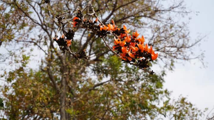 ঝালদায় পাহাড়, জঙ্গলের পাশাপাশি নদীও রয়েছে। আদিবাসী অধ্যুষিত এই অঞ্চলে গ্রাম্য জীবনের স্বাদ মেলে