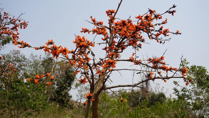 জজহাতু থেকে অযোধ্যা পাহাড়, বাঘমুন্ডি, রাঁচির দূরত্ব বেশি নয়। ফলে এখান থেকে সেই জায়গাগুলিও ঘুরে দেখা যায়