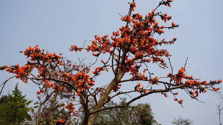 দেখুন ঝালদায় পলাশের আরও ছবি